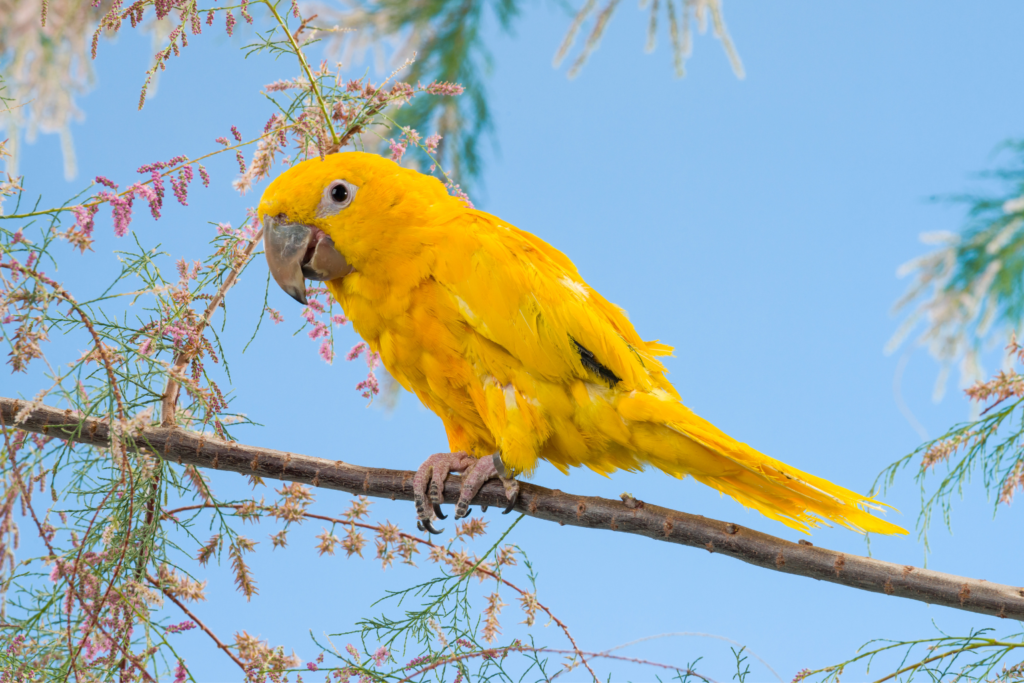Golden Conure - 5 Most Exotic Breeds Of A Parrot