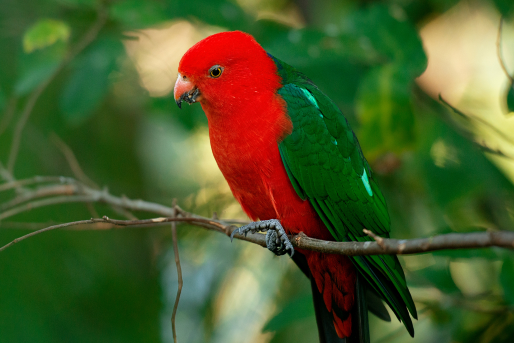 5 Most Exotic Breeds Of A Parrot - TalkyTails