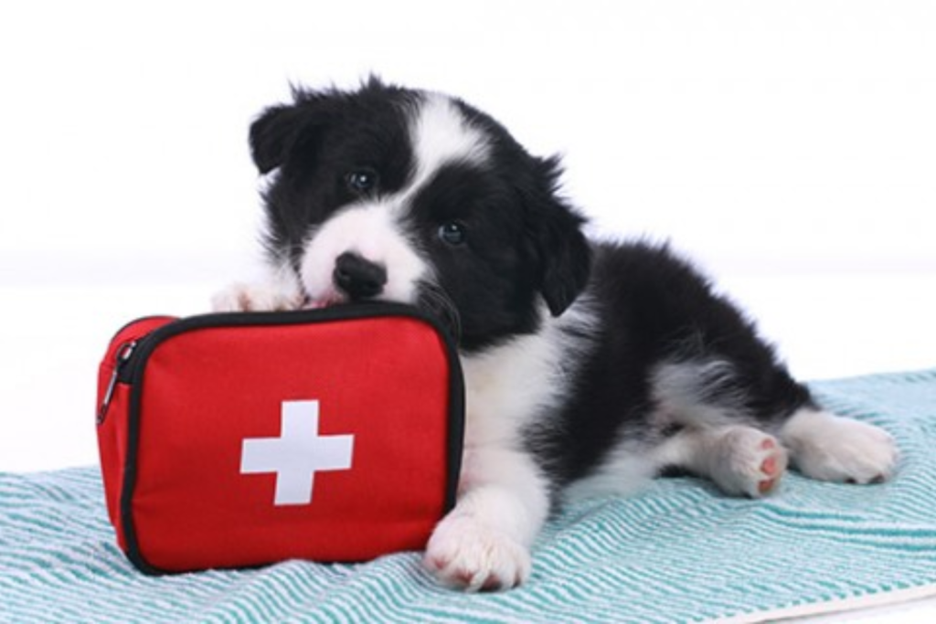 What you need to know about your pet first aid