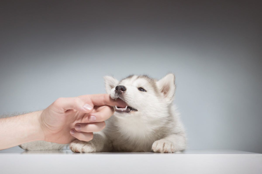 stop puppy from biting and nipping
