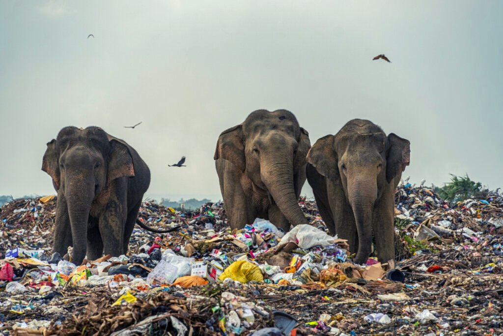 How plastic waste effects animals? Why is single-use plastic being banned in India?