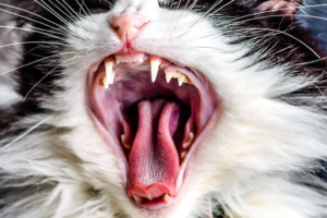 Cat's Dental Health