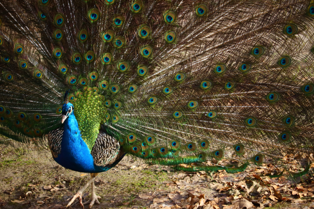 Peacock as a Pet