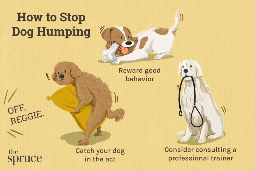 Dogs Humps