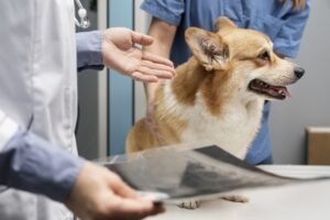 Allergies and Intolerances in Pets